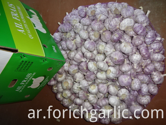 Normal White Garlic